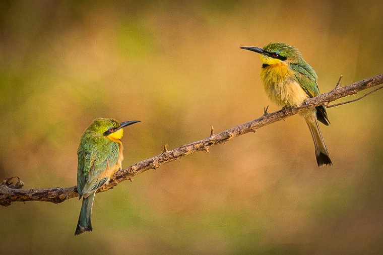 110 Zambia, South Luangwa NP, dwergbijeneters.jpg